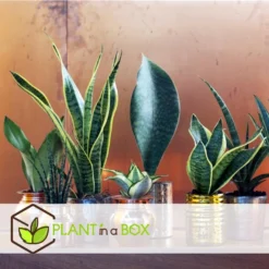 Sansevieria Laurentii - Set Van 3 - Vrouwentong - Pot 12cm - Hoogte 30-40cm -Exporteren Tuin Verge Winkel 1000030965 0102