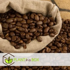 Coffea Arabica - Koffieplant - Set Van 2 - Pot 12cm - Hoogte 25-40cm -Exporteren Tuin Verge Winkel 1000030966 0102