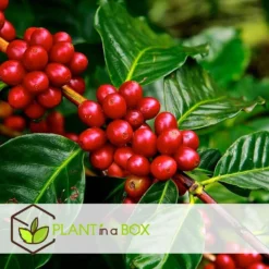 Coffea Arabica - Koffieplant - Set Van 2 - Pot 12cm - Hoogte 25-40cm -Exporteren Tuin Verge Winkel 1000030966 0103