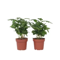 Coffea Arabica - Koffieplant - Set Van 2 - Pot 12cm - Hoogte 25-40cm