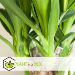 Mini Palmen Mix - Set Van 3 Stuks - Kamerplanten - Pot 12cm - Hoogte 30-40cm -Exporteren Tuin Verge Winkel 1000030968 0103