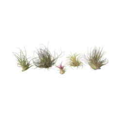 Tillandsia - Mix Van 6 - Luchtplantjes - Hoogte 5-15cm