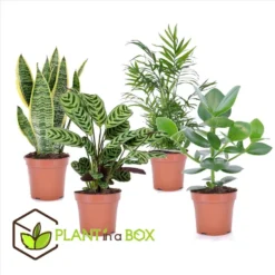 Oersterke Kamerplanten Mix - Set Van 4 - Pot 12cm - Hoogte 25-40cm -Exporteren Tuin Verge Winkel 1000030975 0102