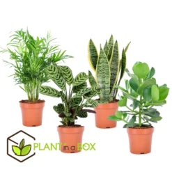 Oersterke Kamerplanten Mix - Set Van 4 - Pot 12cm - Hoogte 25-40cm -Exporteren Tuin Verge Winkel 1000030975 0103