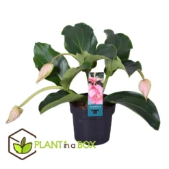 Medinilla Magnifica - Pot 17cm - Hoogte 40-50cm -Exporteren Tuin Verge Winkel 1000030976 0102