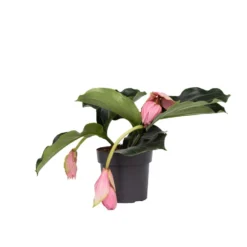 Medinilla Magnifica - Pot 17cm - Hoogte 40-50cm