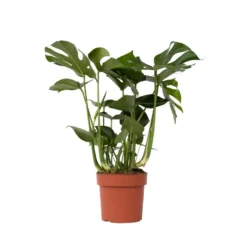 XL Monstera Deliciosa - Pot 21cm - Hoogte 70-80cm
