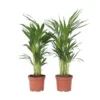 Dypsis Lutescens - Areca Goudpalm - Set Van 2 - Pot 17cm - Hoogte 60-70cm