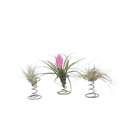 Tillandsia Op Spiraal - 3 Luchtplantjes Op Decoratieve Spiraal - Hoogte 5-15cm