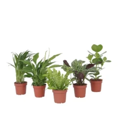 Luchtzuiverende Kamerplanten - Mix Van 5 Stuks - Pot 12cm - Hoogte 25-40cm