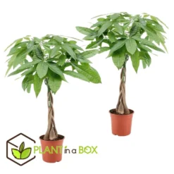 Pachira Aquatica - Set Van 2 - "Geldboom" - Pot 17cm - Hoogte 60-70cm -Exporteren Tuin Verge Winkel 1000030983 0102