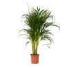 Dypsis Lutescens - Areca Goudpalm - Pot 21cm - Hoogte 100-120cm