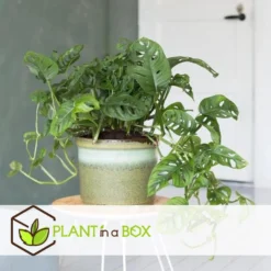 Monstera Monkey-Mask - Pot 12cm - Hoogte 20-30cm -Exporteren Tuin Verge Winkel 1000030985 0102