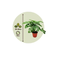 Monstera Monkey-Mask - Pot 12cm - Hoogte 20-30cm -Exporteren Tuin Verge Winkel 1000030985 0103