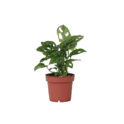 Monstera Monkey-Mask - Pot 12cm - Hoogte 20-30cm