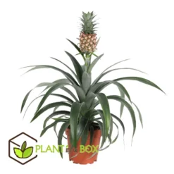 Ananasplant Mi Amigo - Pot 12cm - Hoogte 35-45cm -Exporteren Tuin Verge Winkel 1000030989 0102