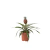 Ananasplant Mi Amigo - Pot 12cm - Hoogte 35-45cm