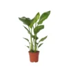 Strelitzia Nicolai - Paradijsvogelplant - Pot 17cm - Hoogte 55-70cm