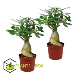 Adenium Obesum - Set Van 2 - Woestijnroos Bloeiend - Pot 10.5cm - Hoogte 25-40cm -Exporteren Tuin Verge Winkel 1000030993 0102