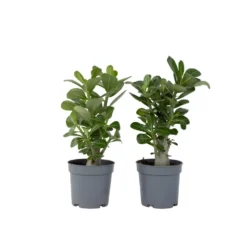 Adenium Obesum - Set Van 2 - Woestijnroos Bloeiend - Pot 10.5cm - Hoogte 25-40cm
