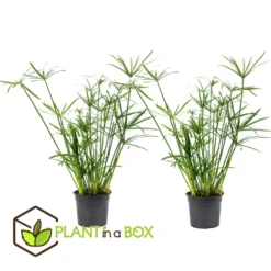 Cyperus Alternifolius - Set Van 2 - Pot 14cm - Hoogte 40-50cm -Exporteren Tuin Verge Winkel 1000030995 0102