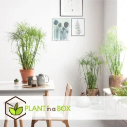 Cyperus Alternifolius - Set Van 2 - Pot 14cm - Hoogte 40-50cm -Exporteren Tuin Verge Winkel 1000030995 0103