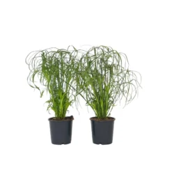 Cyperus Alternifolius - Set Van 2 - Pot 14cm - Hoogte 40-50cm