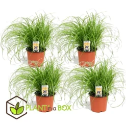 Cyperus - Set Van 4 - Kattengras - Pot 12cm - Hoogte 30-40cm -Exporteren Tuin Verge Winkel 1000030996 0102