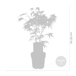 Acer 'Atropurpureum' - Japanse Esdoorn- ⌀13 Cm - ↕25-35 Cm -Exporteren Tuin Verge Winkel 1000034152 0102