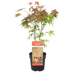 Acer 'Atropurpureum' - Japanse Esdoorn- ⌀13 Cm - ↕25-35 Cm