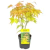 Acer Palmatum 'Orange Dream' - Japanse Esdoorn - ⌀10,5 Cm - ↕25-30 Cm