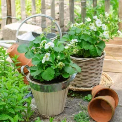 Fragaria Delizzimo – Aardbei – ⌀13 Cm – ↕15-20 Cm 6 Fragaria Delizzimo – Aardbei – ⌀13 Cm – ↕15-20 Cm -Exporteren Tuin Verge Winkel 1000041490 0103