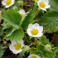 Fragaria Delizzimo – Aardbei – ⌀13 Cm – ↕15-20 Cm 7 Fragaria Delizzimo – Aardbei – ⌀13 Cm – ↕15-20 Cm -Exporteren Tuin Verge Winkel 1000041490 0104