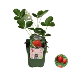 Fragaria Delizzimo – Aardbei – ⌀13 Cm – ↕15-20 Cm