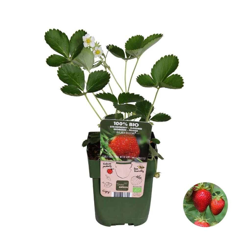 Fragaria Delizzimo – Aardbei – ⌀13 Cm – ↕15-20 Cm 1 Fragaria Delizzimo – Aardbei – ⌀13 Cm – ↕15-20 Cm