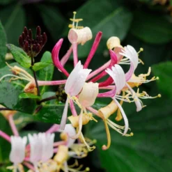 Lonicera Henryi – Kamperfoelie – Pot 15 CM - Hoogte 60-70 CM -Exporteren Tuin Verge Winkel 1000041491 0103