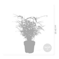 Fargesia Rufa – Bamboe – ⌀14 Cm - ↕35-45 Cm -Exporteren Tuin Verge Winkel 1000041497 0102