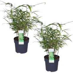 Fargesia Rufa – Bamboe – ⌀14 Cm - ↕35-45 Cm