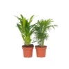 Mini Indoor Palmmix - Set Van 2 - Pot 12cm - Hoogte 25-40cm