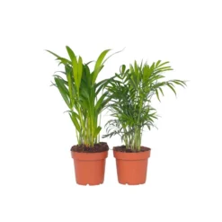 Mini Indoor Palmmix - Set Van 2 - Pot 12cm - Hoogte 25-40cm