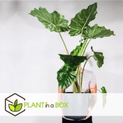 Alocasia Odora - Set Van 2 - "Olifantsoor" - Pot 17cm - Hoogte 55-75cm -Exporteren Tuin Verge Winkel 1000043634 0103