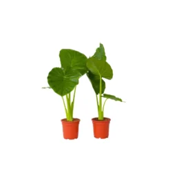 Alocasia Odora - Set Van 2 - "Olifantsoor" - Pot 17cm - Hoogte 55-75cm