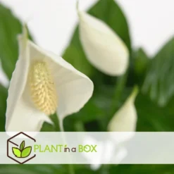 Spathiphyllum Lima - Lepelplant - Pot 17cm - Hoogte 60-75cm -Exporteren Tuin Verge Winkel 1000043636 0103
