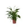 Spathiphyllum Lima - Lepelplant - Pot 17cm - Hoogte 60-75cm