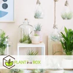 Plant In A Box - Mix Van 3 Tillandsia - Luchtplantjes In Glazen Deco Flesje -Exporteren Tuin Verge Winkel 1000043637 0102