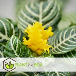 Aphelandra - Set Van 2 - Zebraplant - Pot 13cm - Hoogte 25-45cm -Exporteren Tuin Verge Winkel 1000043641 0102