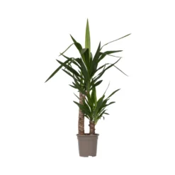 Yucca Elephantipes - Kamerpalm - Pot 17cm - Hoogte 70-80cm