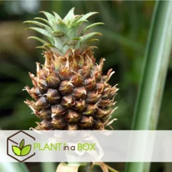 Ananasplant Mi Amigo - Set Van 2 - Pot 12cm - Hoogte 35-45cm -Exporteren Tuin Verge Winkel 1000043643 0103