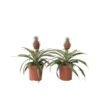 Ananasplant Mi Amigo - Set Van 2 - Pot 12cm - Hoogte 35-45cm