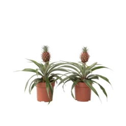 Ananasplant Mi Amigo - Set Van 2 - Pot 12cm - Hoogte 35-45cm